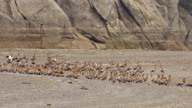 flock of Caiquenes, anseriformes birds of the Anatidae family that includes five endemic species of the South American continent