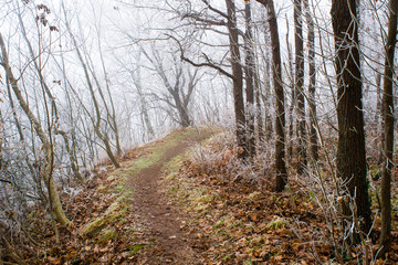 Winter forest footpath