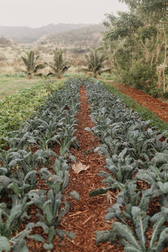 Rows of Kale on Farm on Kauai
