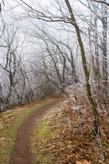 Winter forest footpath