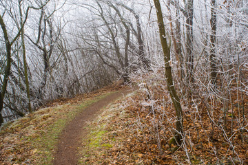 Winter forest footpath