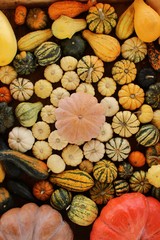colorful pumpkins, pumpkins and gourds
