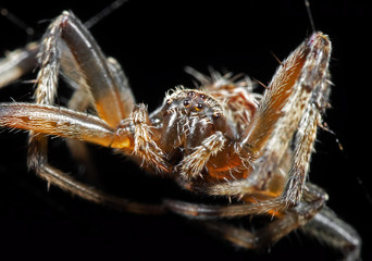 Macro Photo of Spiders are on the Web Isolated on Black Background