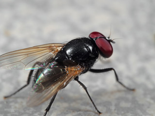 Macro Photo of Noon Fly on The Floor