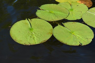 Lilly pads on the water