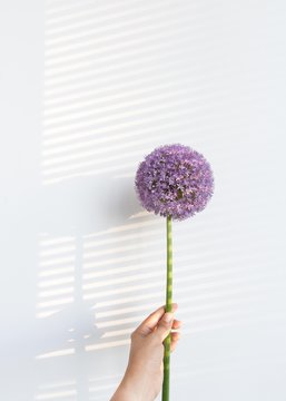 Hand holding bulbous purple flower with light and shadow