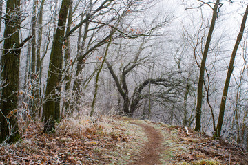 Winter forest footpath