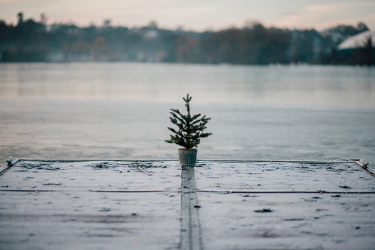 Little Christmas Tree on the Lake