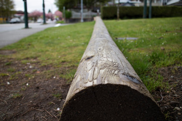 log in urban park
