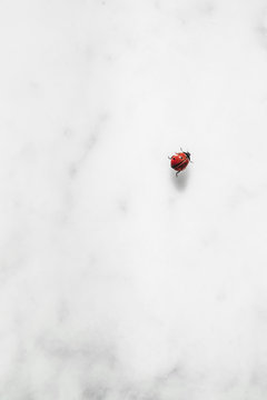 Ladybug