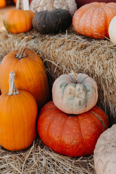 Rows of Pumpkins on Hay Bales