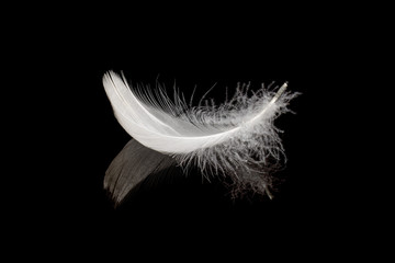 Gentle white feather on black reflective surface