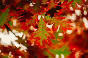 Gorgeous green and red autumn white oak leaves