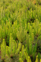 pine tree seedlings in a nursery
