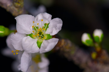 apple flowers