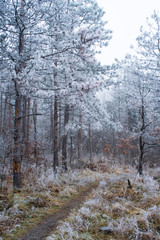 woodland path way in hoar frost and fog at winter