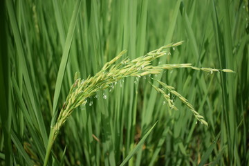 green ears of wheat in field