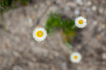 Australian native white and yellow flowers at Wislosn Promontory, Victoria, Australia