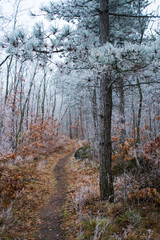 Obraz premium woodland path way in hoar frost and fog at winter