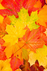 Naklejka na ściany i meble Background red and orange autumn leaves. Leaf group