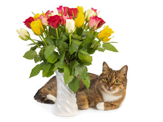cat and a bouquet of beautiful roses isolated on white background