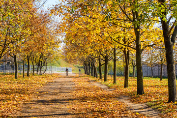 Alley with maple trees in a city park on autumn