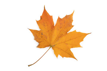 autumn maple leaf isolated on white background