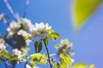 white flowers on background of blue sky