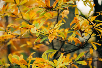 Close-up of gorgoeus yellow, green, and gold leaves with a tree in the background