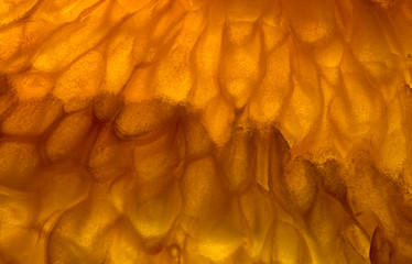 Closeup macrophotograph of a thin slice of an orange (Citrus citenellus) showing the cellular structure, colors and patterns in the interior.