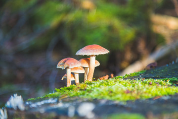 mushroom 