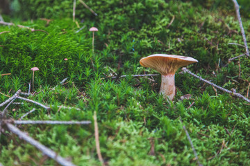 mushroom in moss