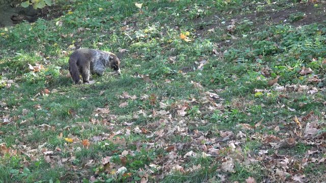 White-nosed Coati (Nasua narica) looking for food between leafs
