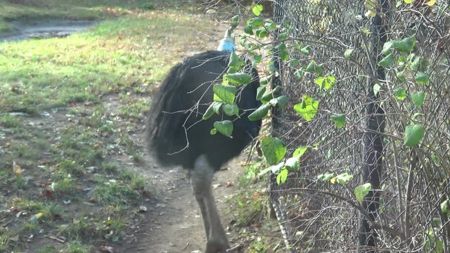 A beautiful portrait of cassowary bird (Casuarius casuarius)
