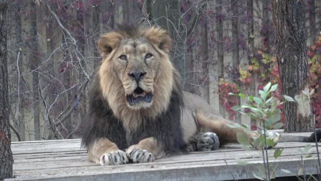 Asiatic lion (Panthera leo persica) threatened species