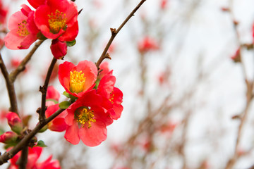 flowers of the garden quince bloomed in spring