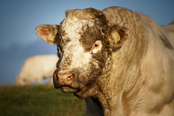 Nordirland Rundreise / Natur /Landschaft 