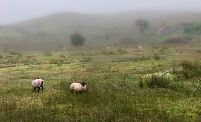 Nordirland Rundreise / Natur /Landschaft 