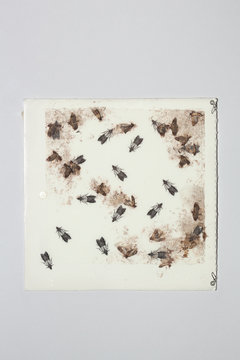 Moth trap