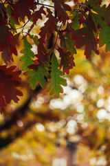 Gorgeous close-up of green and red autumn white oak leaves