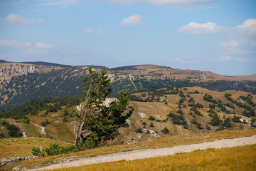 lonely tree grows beside the road in the mountains
