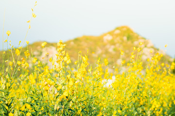 Fototapeta premium Yellow fields and mountains