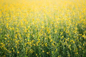 Yellow field that is wilted.