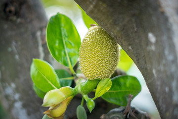 Jackfruit is blooming