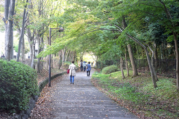 Obraz premium 紅葉の散歩