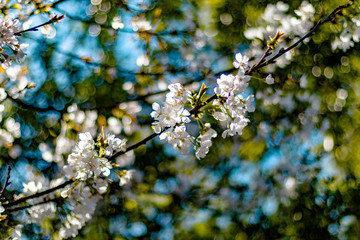 A branch of tiny little white flowers in spring, sunny morning with blue sky