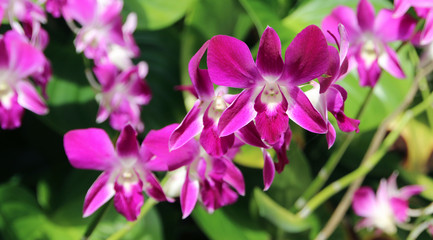 Pink orchids blooming in a tropical garden closeup view