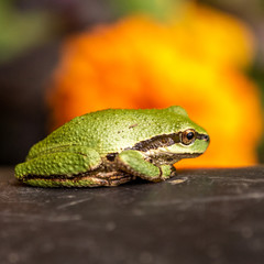 Small green tree frog with bright background.