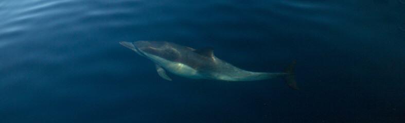 Common bottlenosed dolphin swimming underwater near the Channel Islands National Park off the California coast in United States