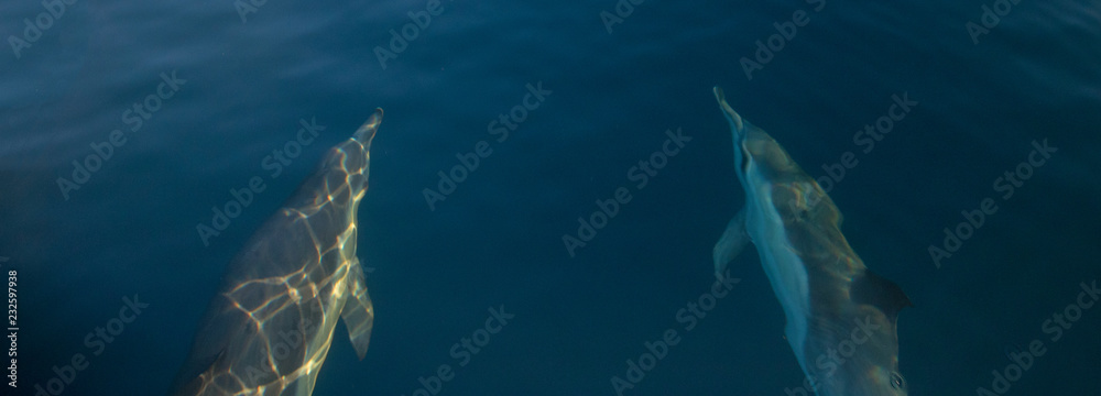 Wall mural Two common bottlenosed dolphins swimming underwater near Santa Barbara off the California coast in United States